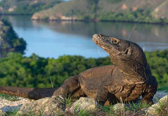 Komodo Island