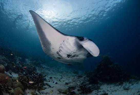 Manta Point